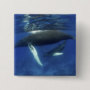 Karibik, Greater Antilles-Archipel, Button