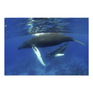 Karibik, Greater Antilles-Archipel, Fotodruck