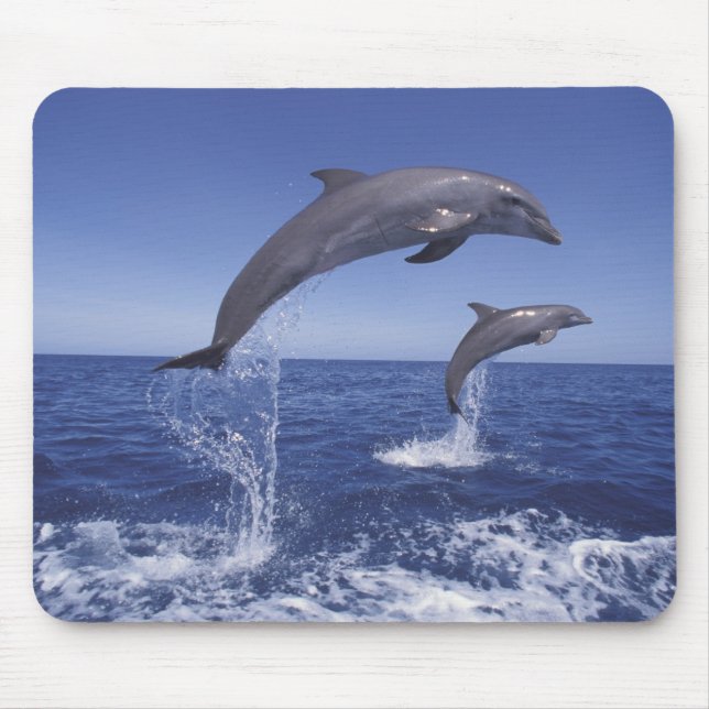 Karibik, Großer Tümmler Mousepad (Vorne)