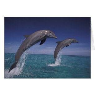 Karibik, Großer Tümmler Tursiops