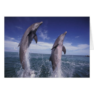 Karibik, Großer Tümmler Tursiops