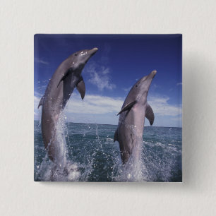 Karibik, Großer Tümmler Tursiops Button