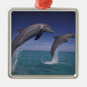 Karibik, Großer Tümmler Tursiops Silbernes Ornament