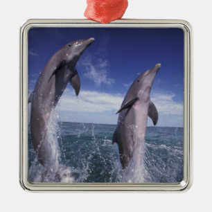 Karibik, Großer Tümmler Tursiops Silbernes Ornament