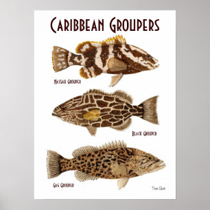 Karibik-Groupers Poster