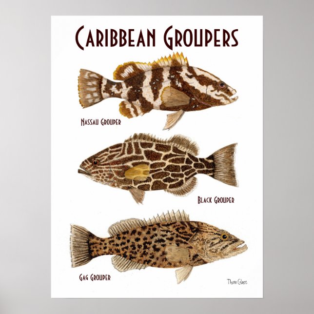 Karibik-Groupers Poster (Vorne)