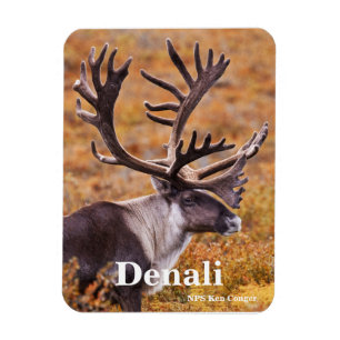Karibik in Denali Magnet