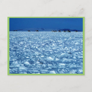 Karibik überquert schneebedeckte Tundra Postkarte