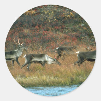 Karibikherde bei Tundra Waterhole Runder Aufkleber