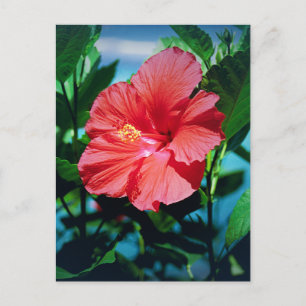 Karibische Blume Postkarte