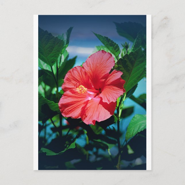 Karibische Blume Postkarte (Vorderseite)