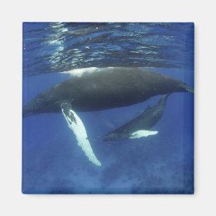 Karibische Meere, Antillenarchipel, Magnet