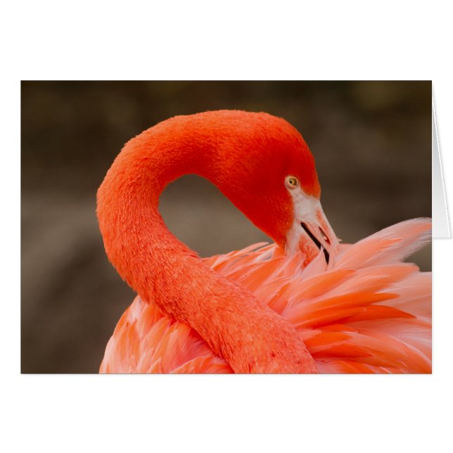 Karibischer Flamingo (Vorderseite (Horizontal))