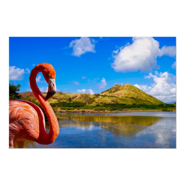Karibischer Flamingo auf der St. Kitts Leinwand Poster (Vorderseite)