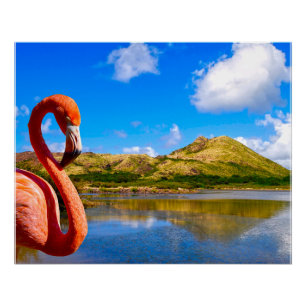 Karibischer Flamingo auf der St. Kitts Leinwand Poster