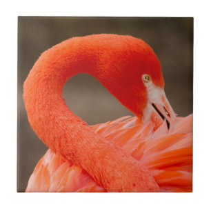Karibischer Flamingo Fliese