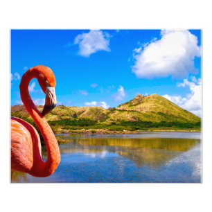 Karibischer Flamingo in St. Kitts Fotodruck