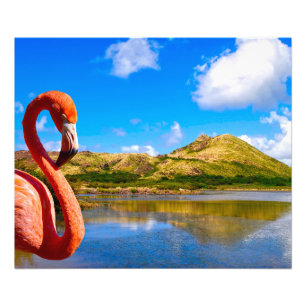 Karibischer Flamingo in St. Kitts Fotodruck