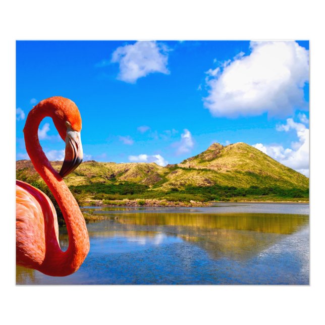 Karibischer Flamingo in St. Kitts Fotodruck (Vorne)