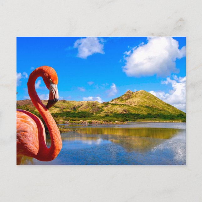 Karibischer Flamingo in St. Kitts Postkarte (Vorderseite)