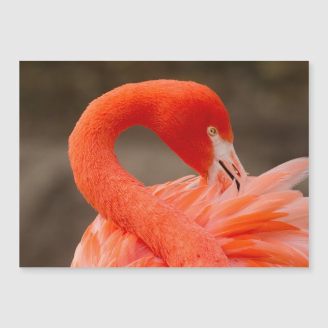 karibischer Flamingo Magnetkarte (Vorderseite)