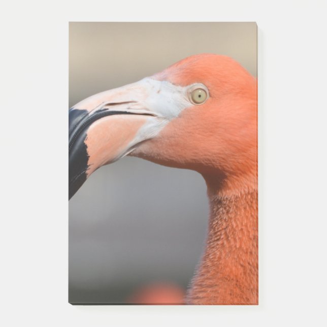 Karibischer Flamingo Post-it Klebezettel (Vorderseite)