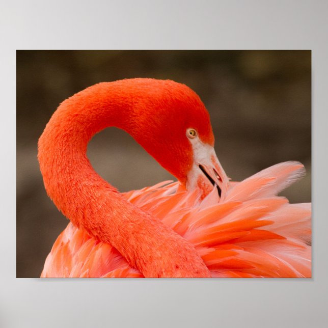 karibischer Flamingo Poster (Vorne)