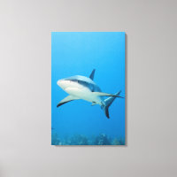 Karibischer Riffhai (Carcharhinus perezi)