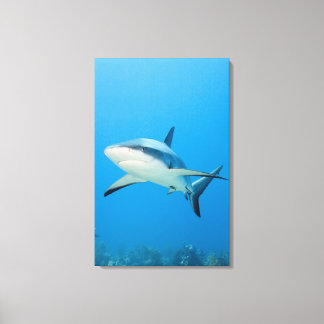 Karibischer Riffhai (Carcharhinus perezi) Leinwanddruck