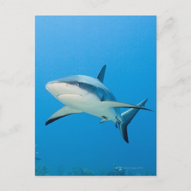 Karibischer Riffhai (Carcharhinus perezi) Postkarte (Vorderseite)