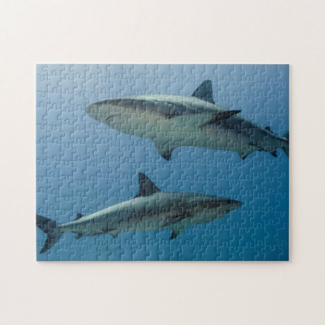 Karibischer Riffhai Puzzle (Horizontal)