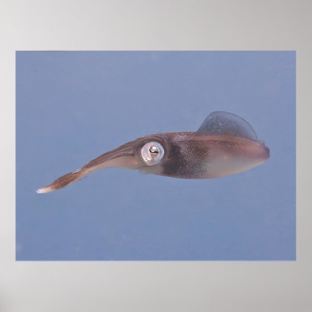 Karibischer Tintenfisch Poster (Vorne)