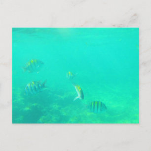 KARIBISCHES MEER #5 POSTKARTE