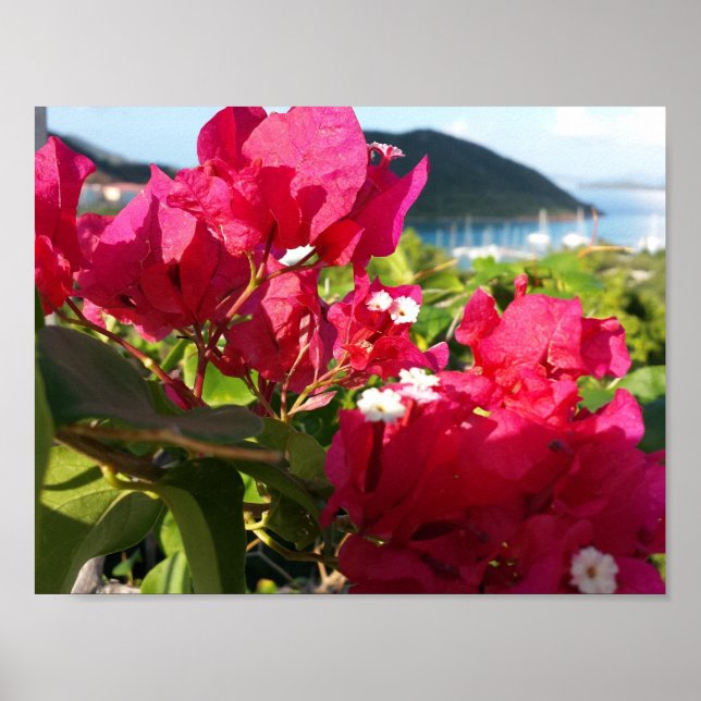 Karibisches Rosa Bougainvillea Poster (Vorne)