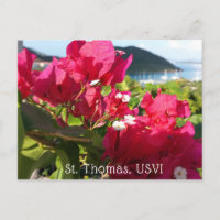 Karibisches Rosa Bougainvillea