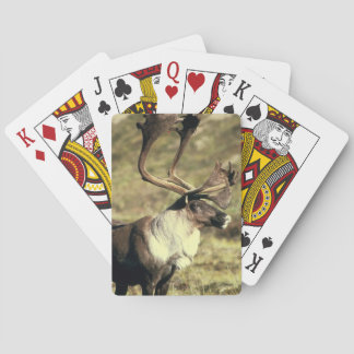 Karibou Bicycle Playing Cards Spielkarten