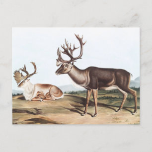 Karibu, Amerikanisches Rentier (Tarandus furcifer) Postkarte