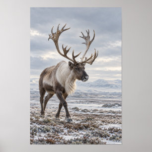 Karibu-Bulle in schneebedeckter Tundra-Wildnis-Wan Poster