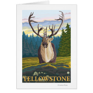 Karibu im wilden - Yellowstone-Staatsangehöriger