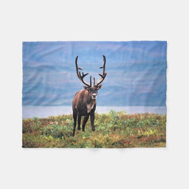 Karibu oder Rentier | Denali-Nationalpark, Alaska Fleecedecke (Vorderseite (Horizontal))