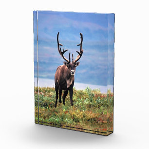 Karibu oder Rentier Denali-Nationalpark, Alaska Fotoblock