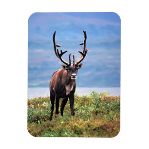 Karibu oder Rentier   Denali-Nationalpark, Alaska Magnet