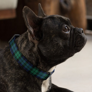 Karierter Hund von Navy Blue und Green Black Watch Haustierhalsband