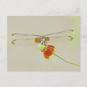 Karierter Setwing (Dythemis fugax) auf Mexikanisch Postkarte