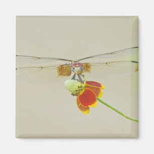 Kariertes Setwing (Dythemis fugax) auf Mexikanisch Magnet