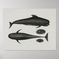 Karikatenpilot Whale Vintag Print Marine Biology