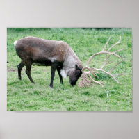 Kariou mit Antlern