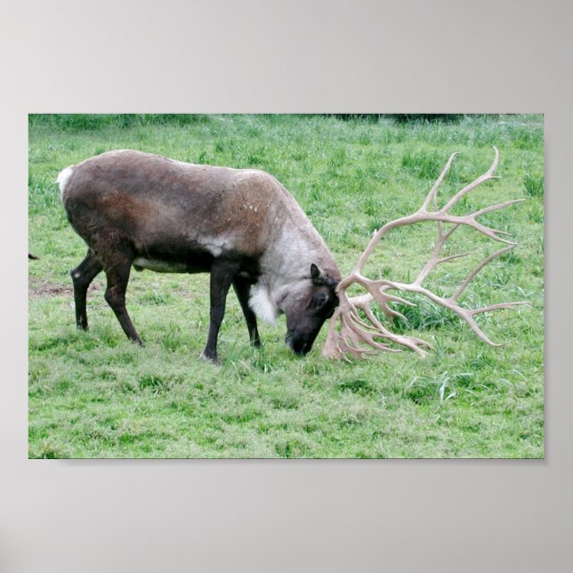 Kariou mit Antlern Poster (Vorne)