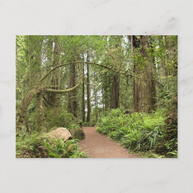 Karl Knapp Trail Postkarte (Vorderseite)