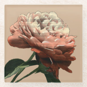 Karminrote Rote Rose mit weißen Akzenten Glasuntersetzer